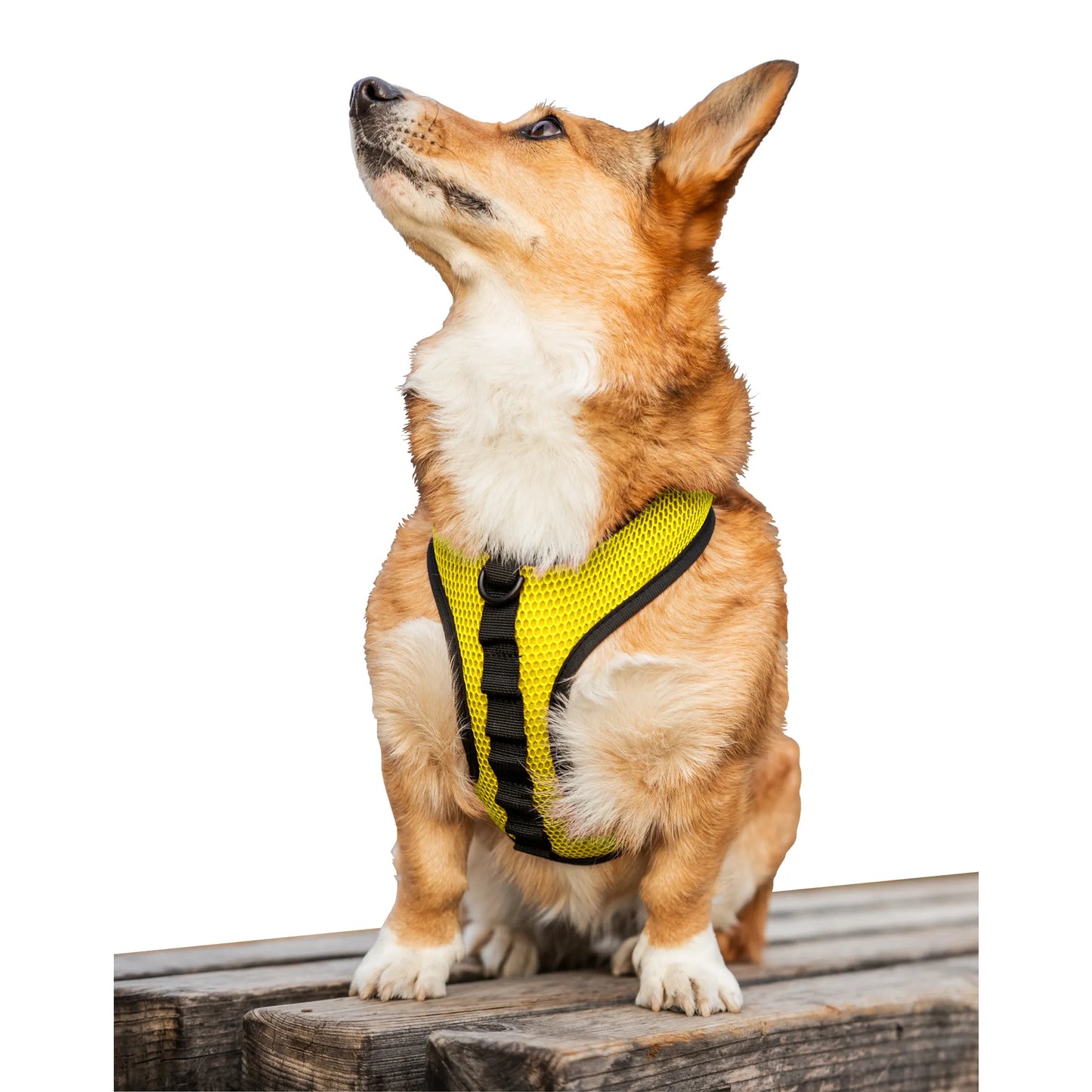 K9 Sport Harness - Pets Perfect