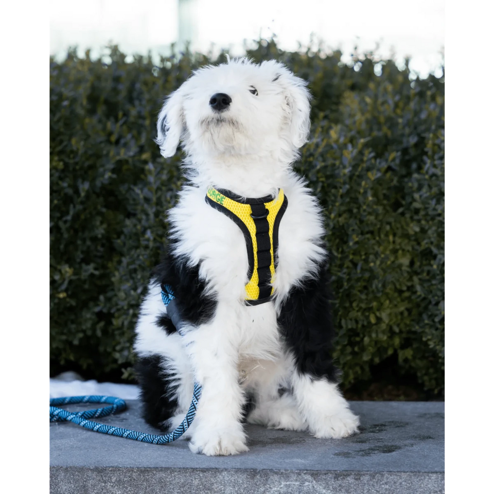 K9 Sport Dog Harness - Pets Perfect