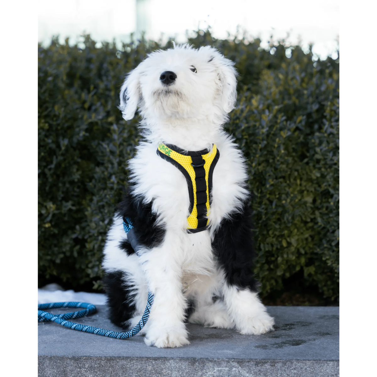 K9 Sport Harness - Pets Perfect