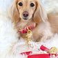 Dog Harness