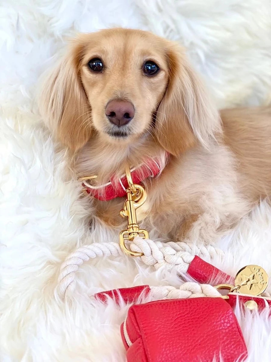 Dog Harness - Pets Perfect