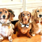 Dog Bow Tie