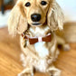 Dog Bow Tie