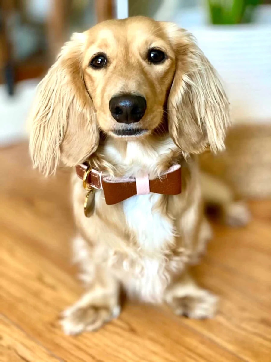 PoisePup Dog Bow Tie - Genuine Leather, 11 Colors - Pets Perfect