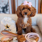 Dog Collar