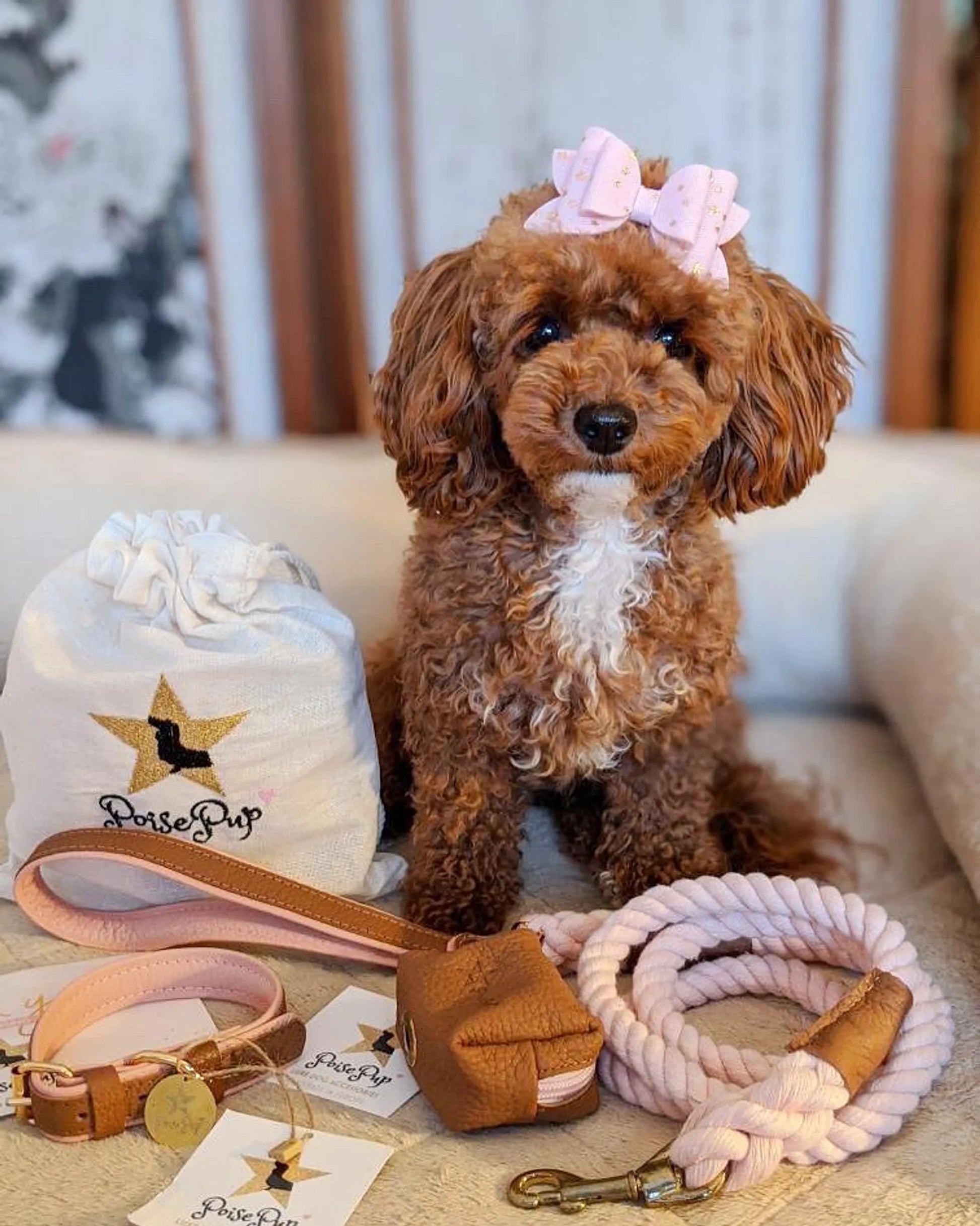 Dog Collar - Pets Perfect