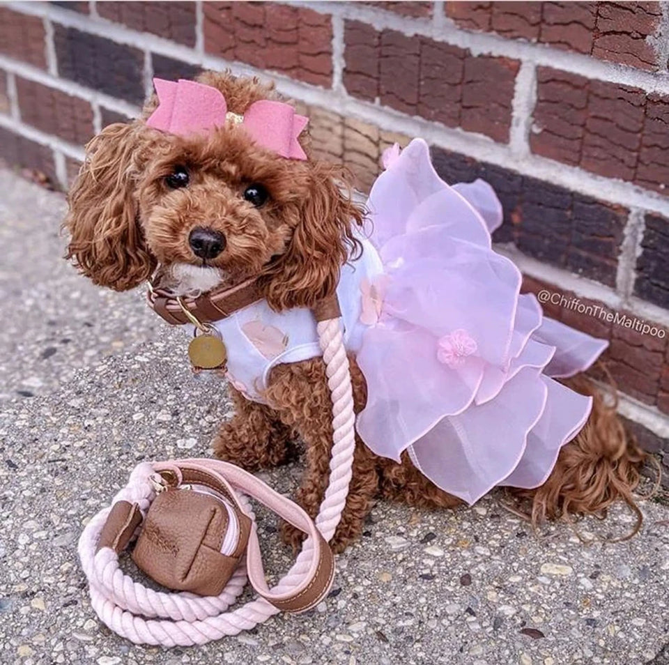 Curly brown dog in a lavender ruffled outfit beside a pink rope leash and pouch