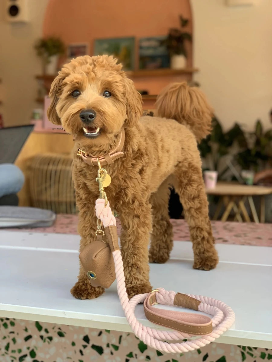 Curly tan dog holding a pink rope leash in its mouth