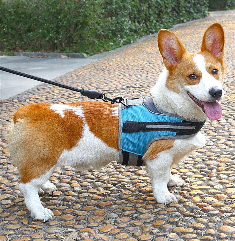 Durable Nylon Pet Dog Leash: The Perfect Companion For Walks And Adventures - Pets Perfect