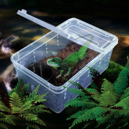 Transparent Reptile Haven: The Perfect Enclosure For Your Cold - Blooded Companions - Pets Perfect