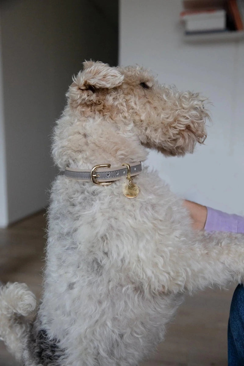 London Dog Collar - Pets Perfect