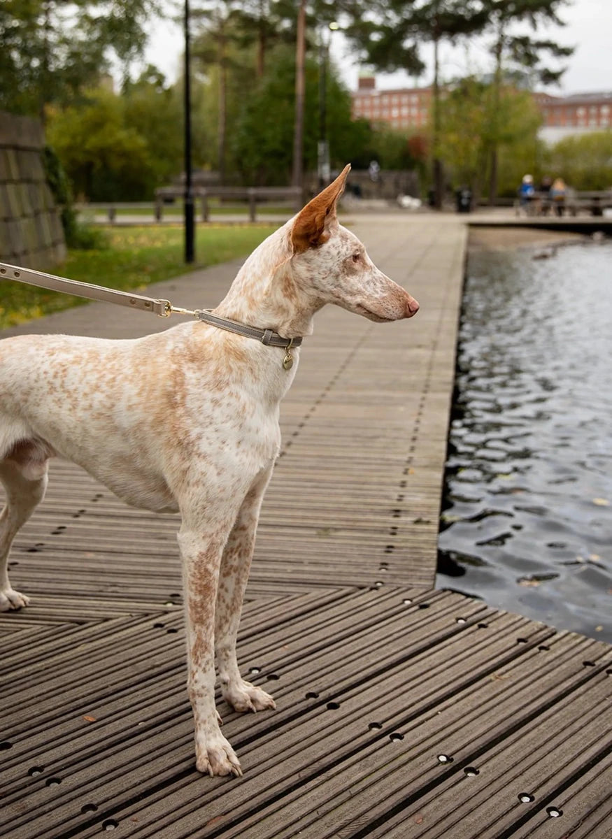 London Dog Collar - Pets Perfect