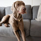 Milan Dog Collar