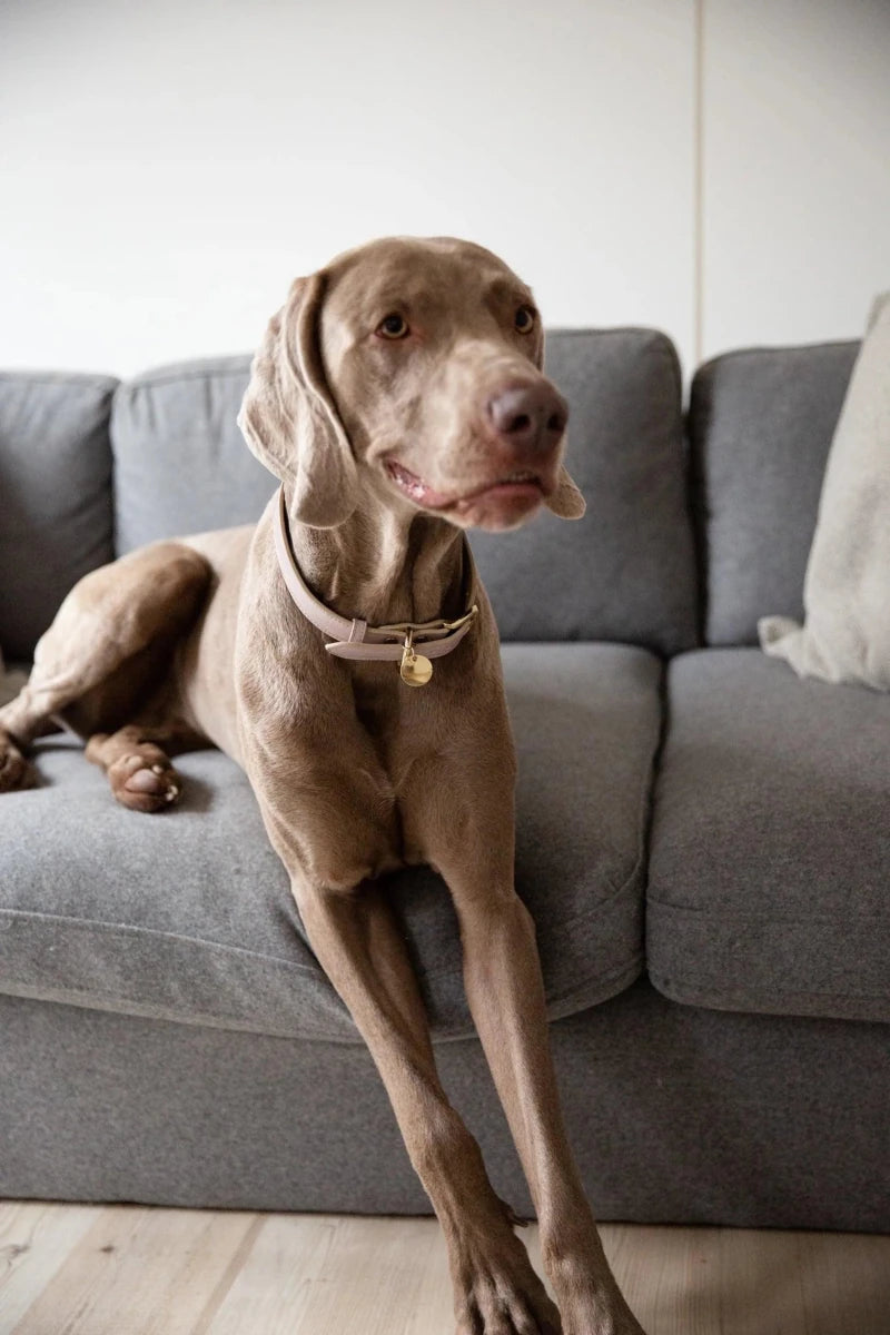 Milan Dog Collar - Pets Perfect
