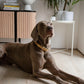 Copenhagen Dog Collar