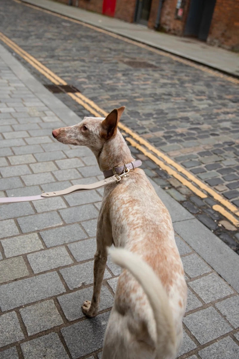 Milan Dog Leash - Pets Perfect