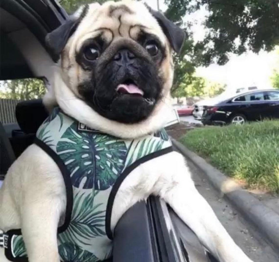 Adjustable Dog Harness, Napa, view 2