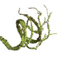 Tropical Rainforest Reptile Habitat Kit - Pets Perfect
