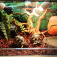 Resin Reptile Hideout Cave - Big Mouth Edition - Pets Perfect