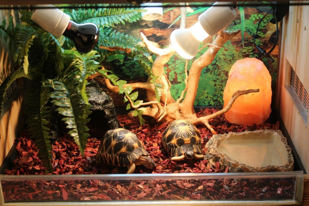 Resin Reptile Hideout Cave - Big Mouth Edition - Pets Perfect