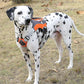 Reflective Chest Strap Dog Leash Set With Towing Rope - Pets Perfect