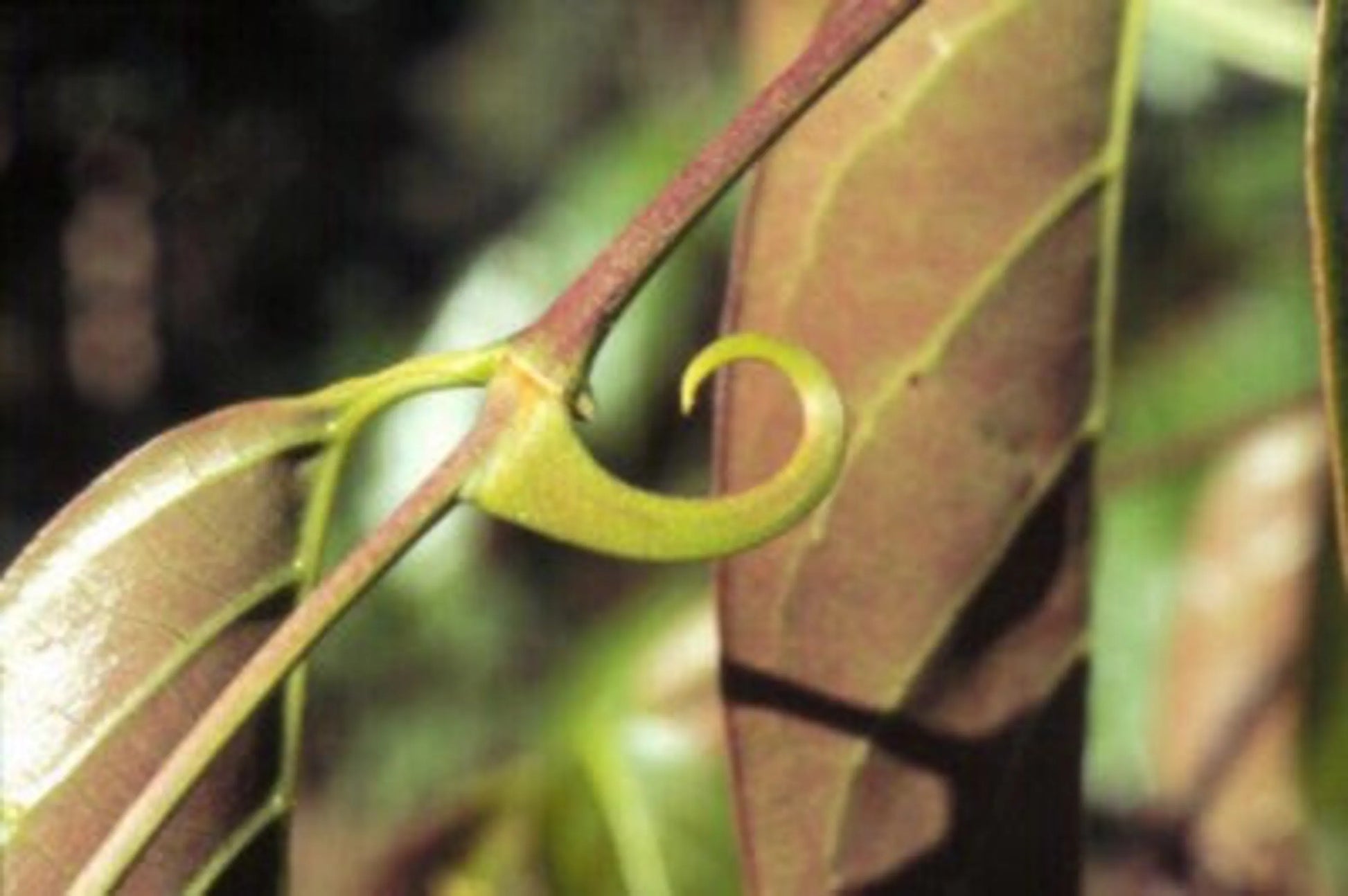 Bionic Body - Antioxidant Bone, Eye, Teeth, Skin & Immune Support* - Pets Perfect