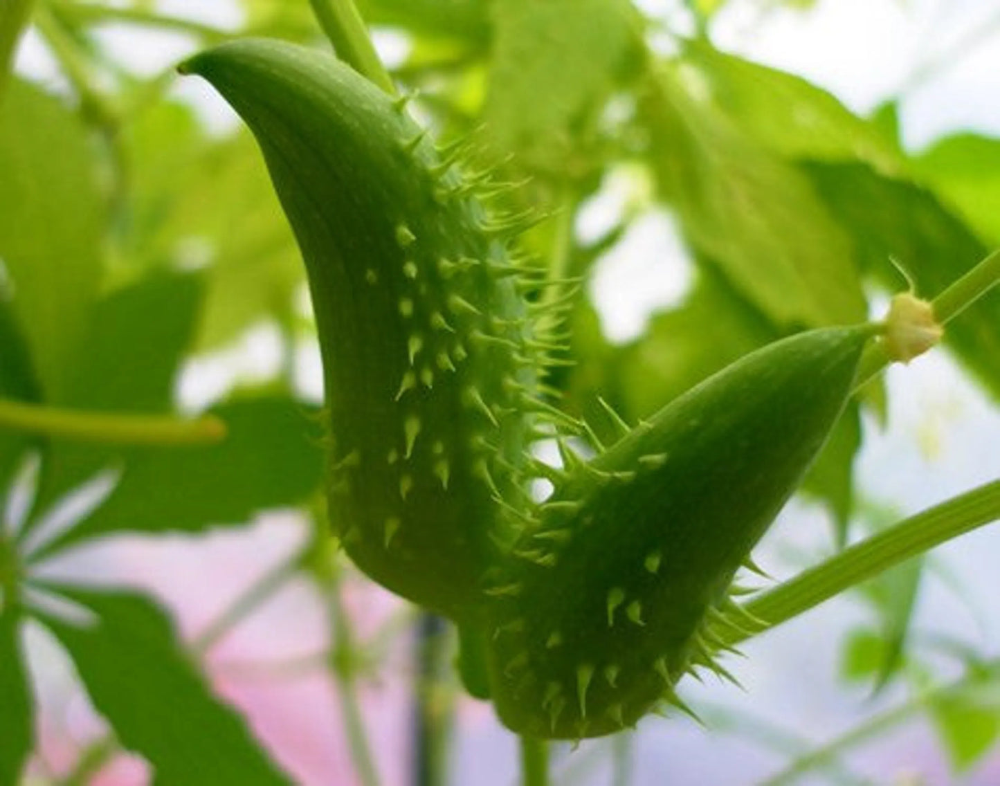 Don'T Go Breaking My Heart Cholesterol, Blood Pressure & Cardiac Support* - Pets Perfect