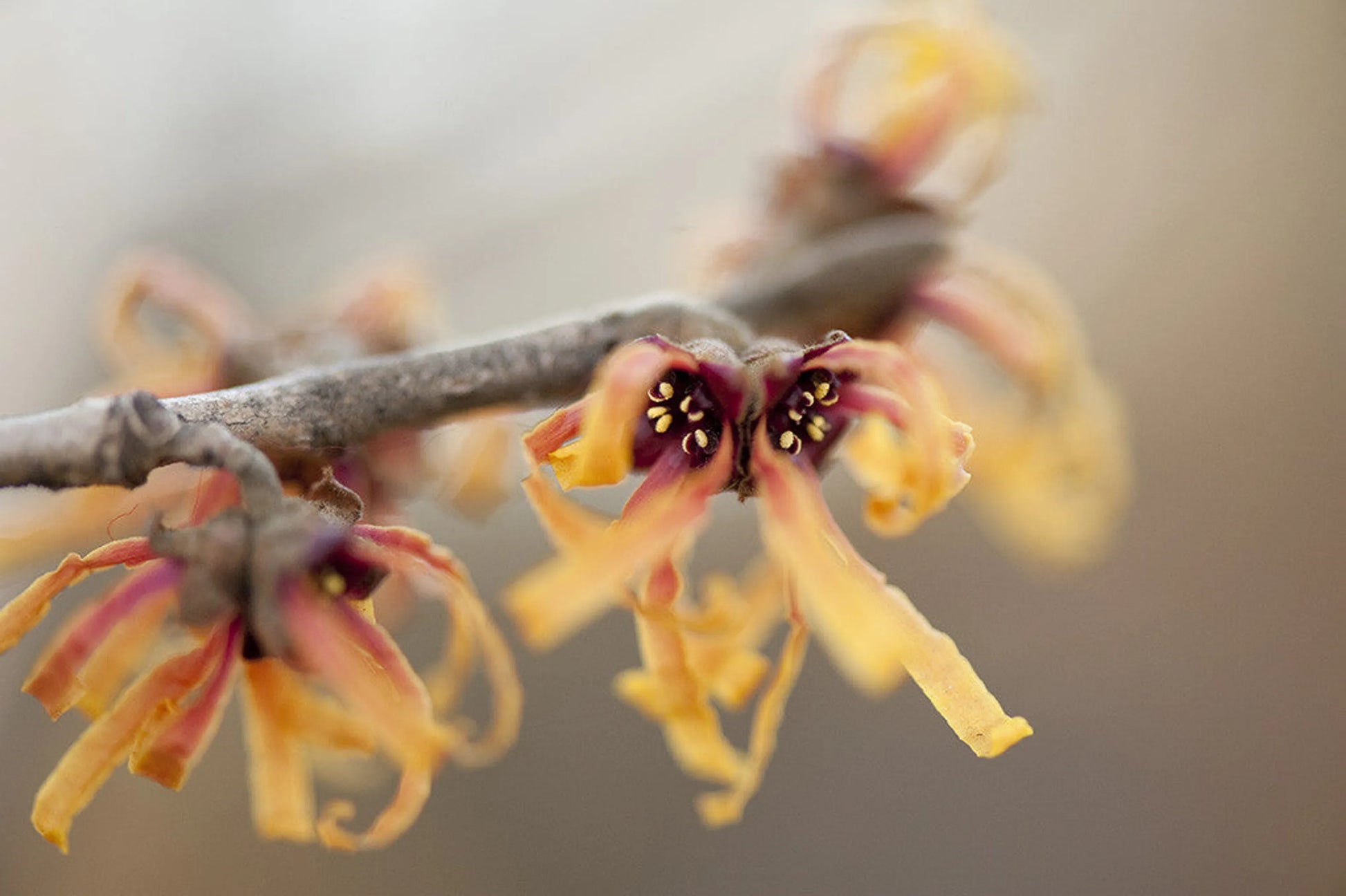 Easy Flow Keep Moving & Grooving - Vein, Circulation & Heart Support* - Pets Perfect