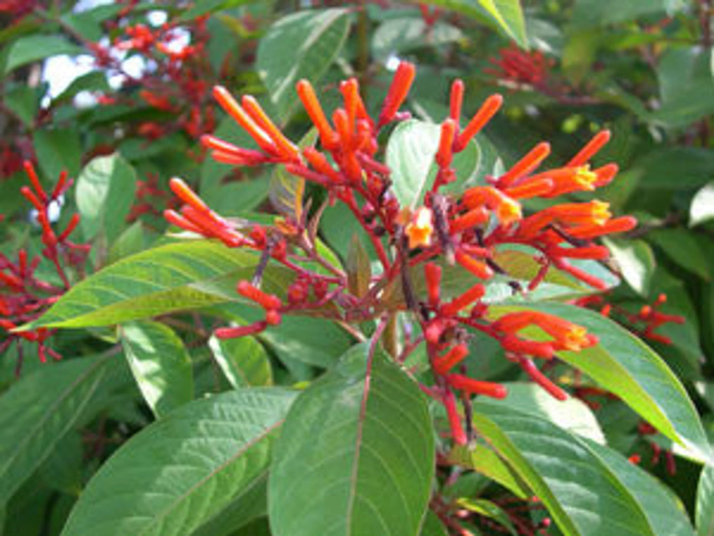 First Aid & Wound Meal Topper - Wellness Support for Dogs & Cats