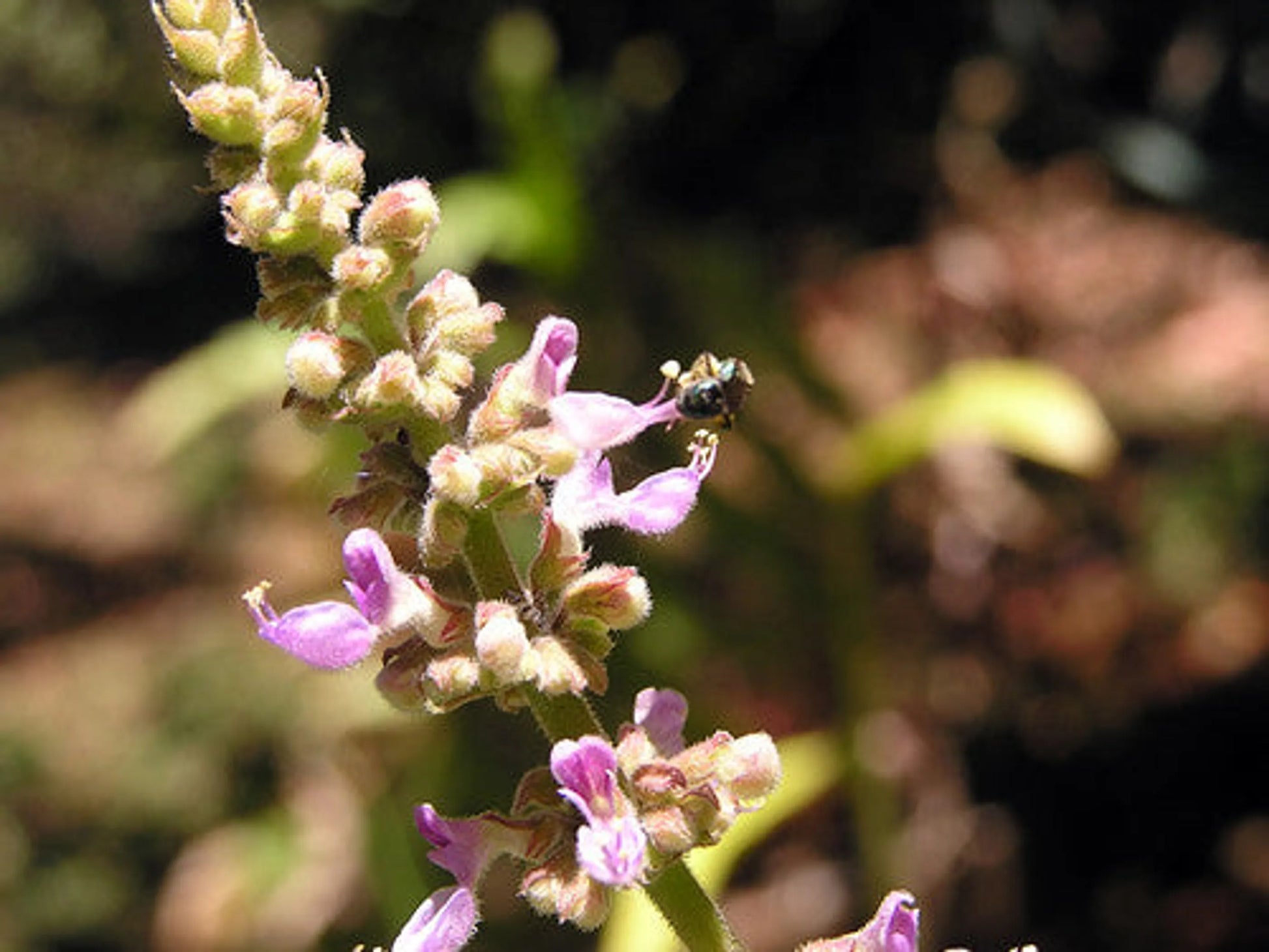 Hepa Protect Max Capsules - Liver, Kidney, Bladder & Gall Bladder Support & Cleanse* - Pets Perfect