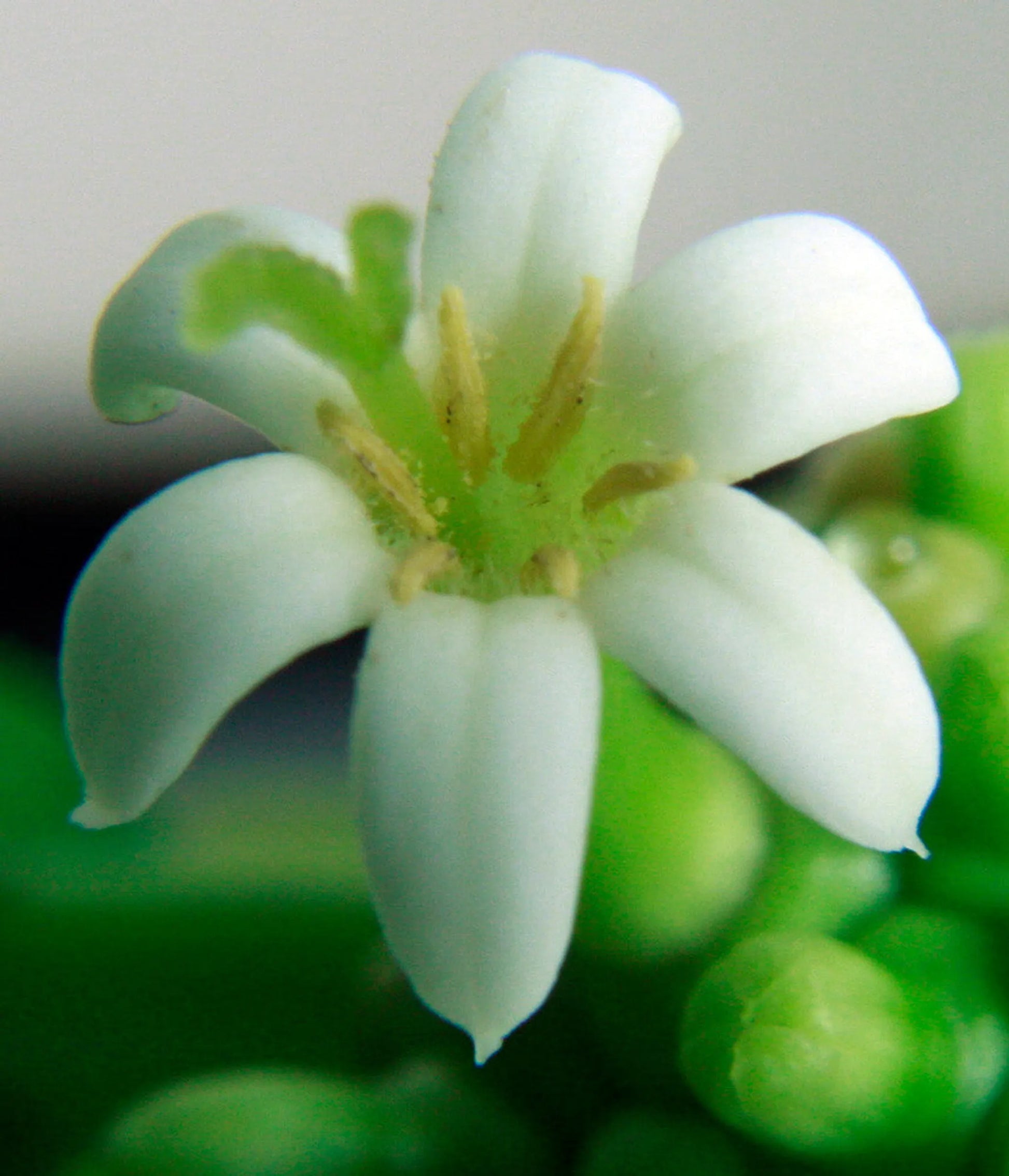 I Cellebrate Life Max - Antioxidant Cellular Boost + Adjunctive Lipoma Support* - Pets Perfect