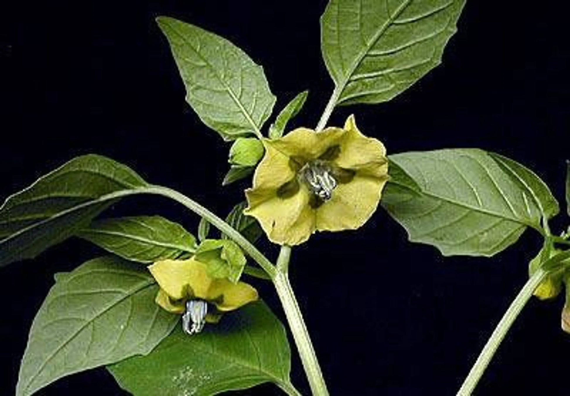 Immune Health Meal Topper For Dogs & Cats* - Flavored For Dogs And Cats* - Pets Perfect