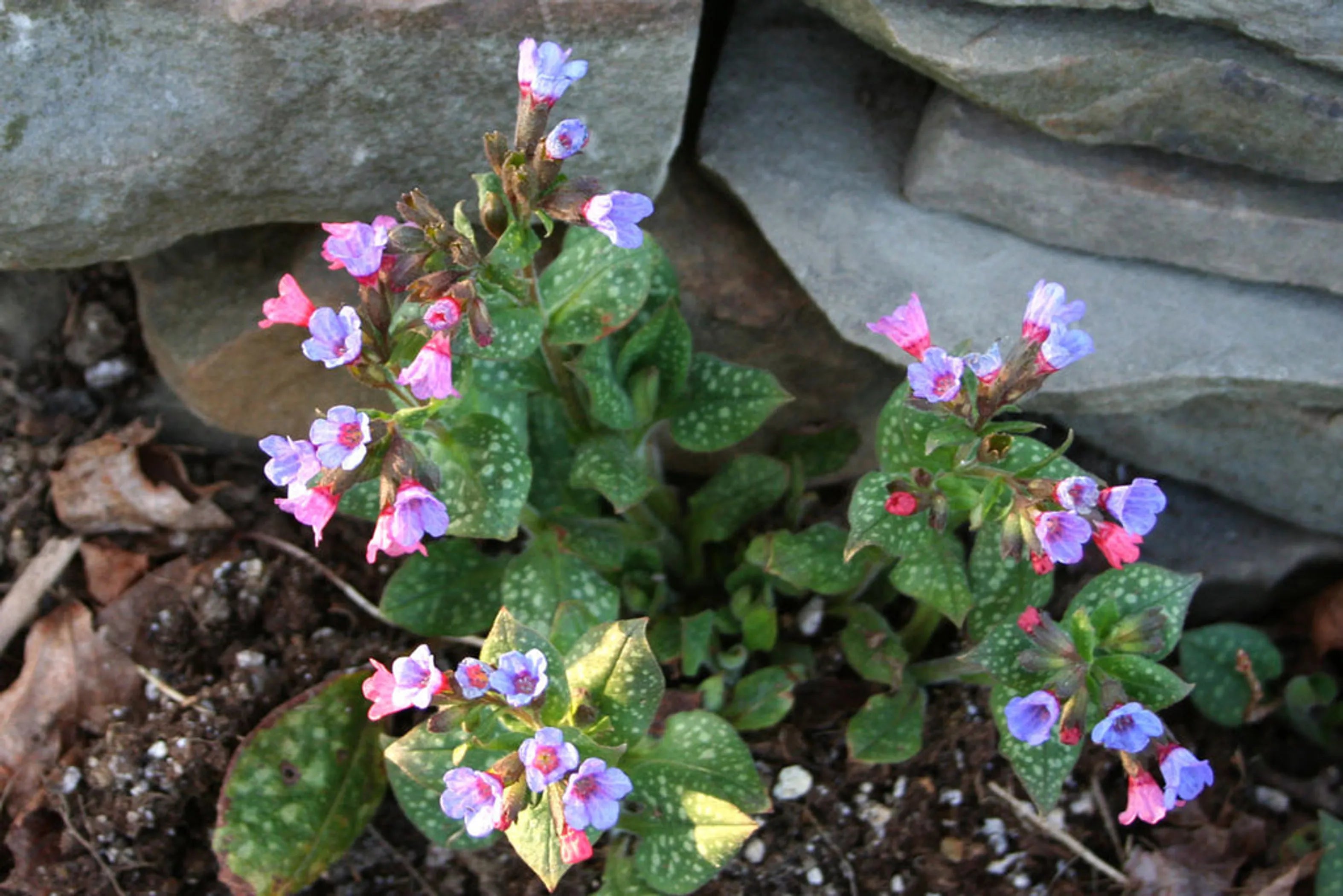 Life'S An Itch No More Sneezing & Wheezing* Respiratory, Allergy & Tracheal Support*