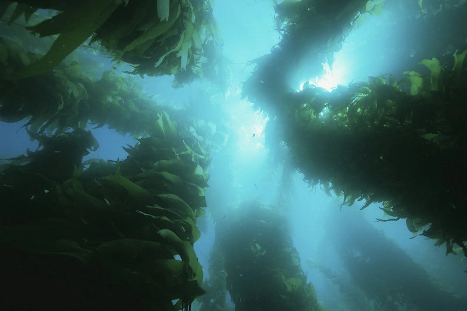 Omega 3 & 6 Complete Meal Topper For Dogs & Cats* - Nutritional Omega 3 Meal Topper For Dogs & Cats* - Pets Perfect