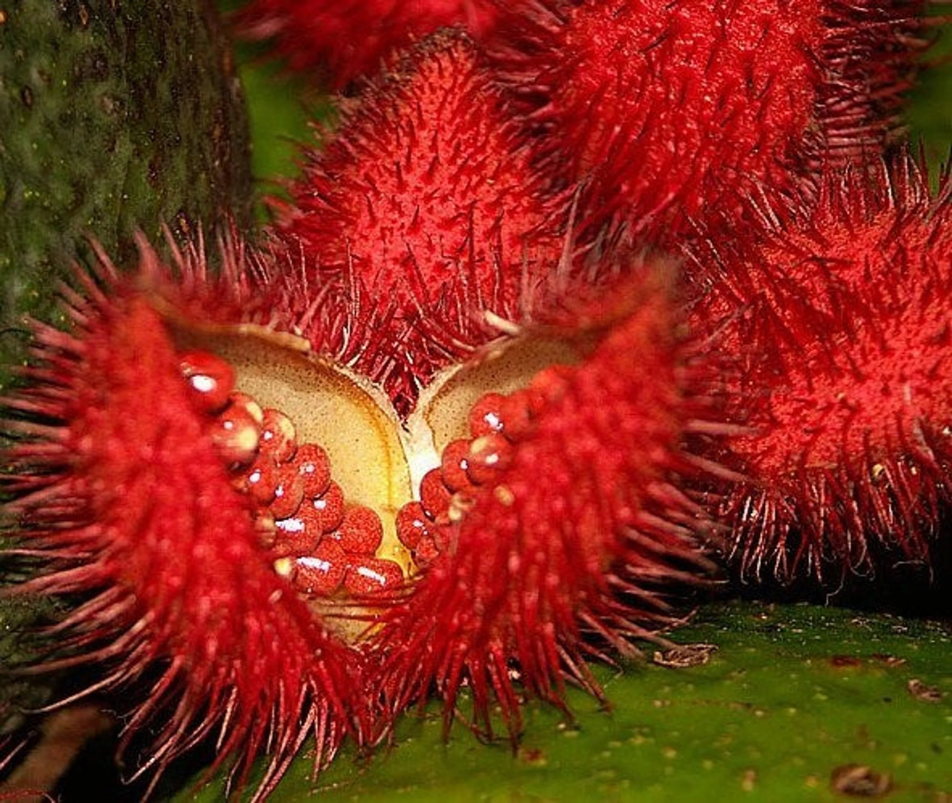 Achiote Powder - Urinary, Bladder & Probiotic Digestive Support* The Petz Kitchen - Pets Perfect