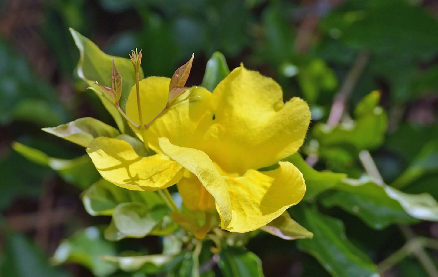 Cat'S Claw Powder Immune & Inflammation Support* The Petz Kitchen Organic & Human Grade Ingredients For Home Prepared Meals & Treats - Pets Perfect