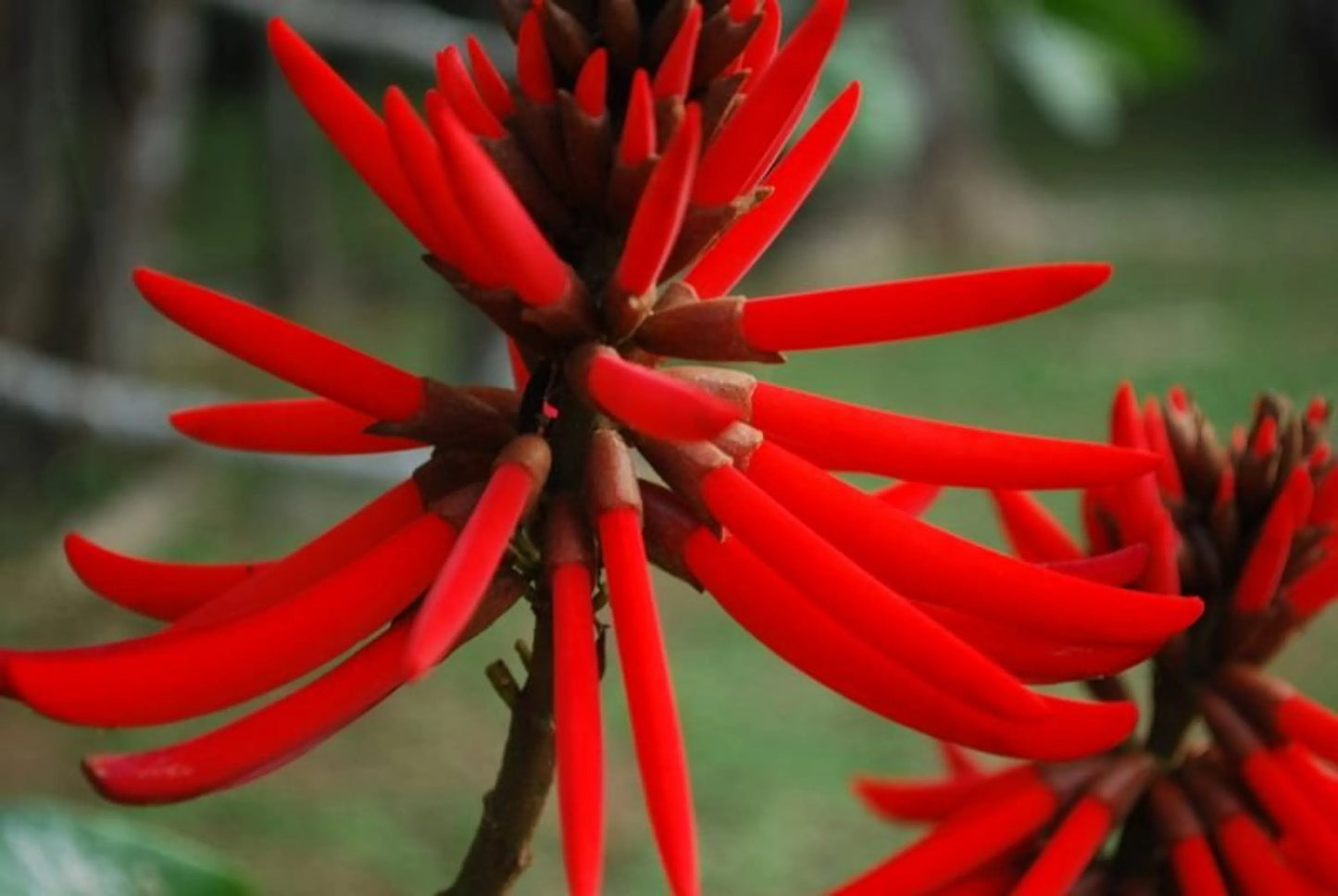 Mulungu Powder - Anxiety Stress Sleep Gaba & Cns Support* The Petz Kitchen - Organic Human Grade Ingredients For Home Prepared Meals & Treats - Pets Perfect