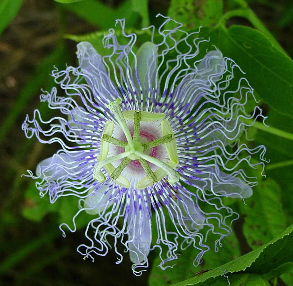 Passion Flower, Mood Anxiety Stress Sedative & Pain Support*, view 7