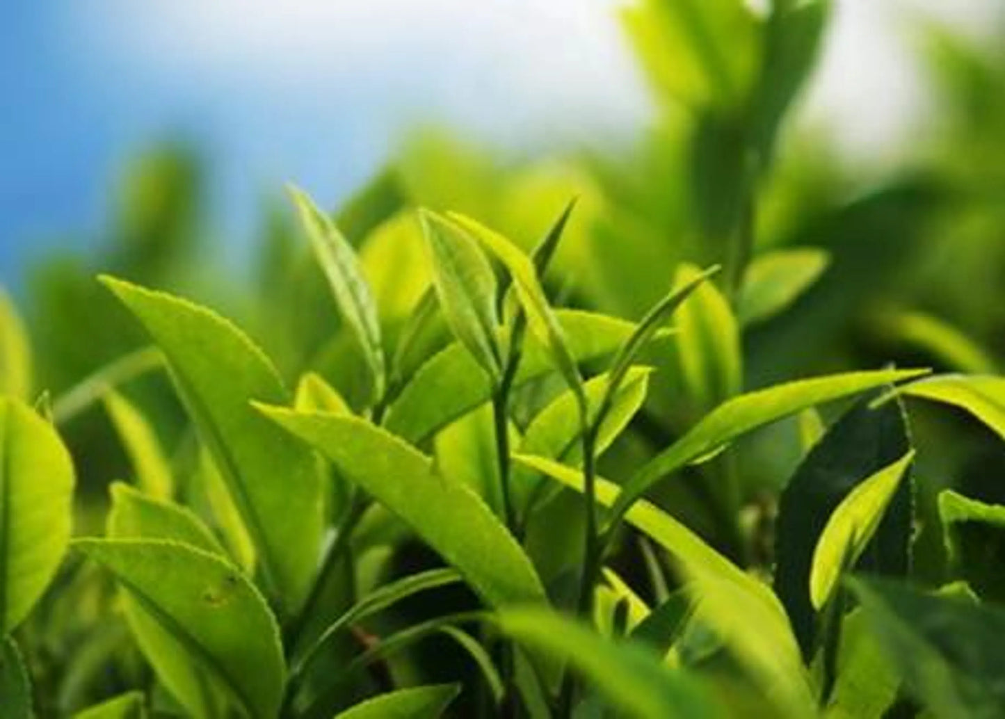 Super Model In A Bottle Weight Support* The Petz Kitchen - Organic & Human Grade Ingredients For Home Prepared Meals & Treats - Pets Perfect