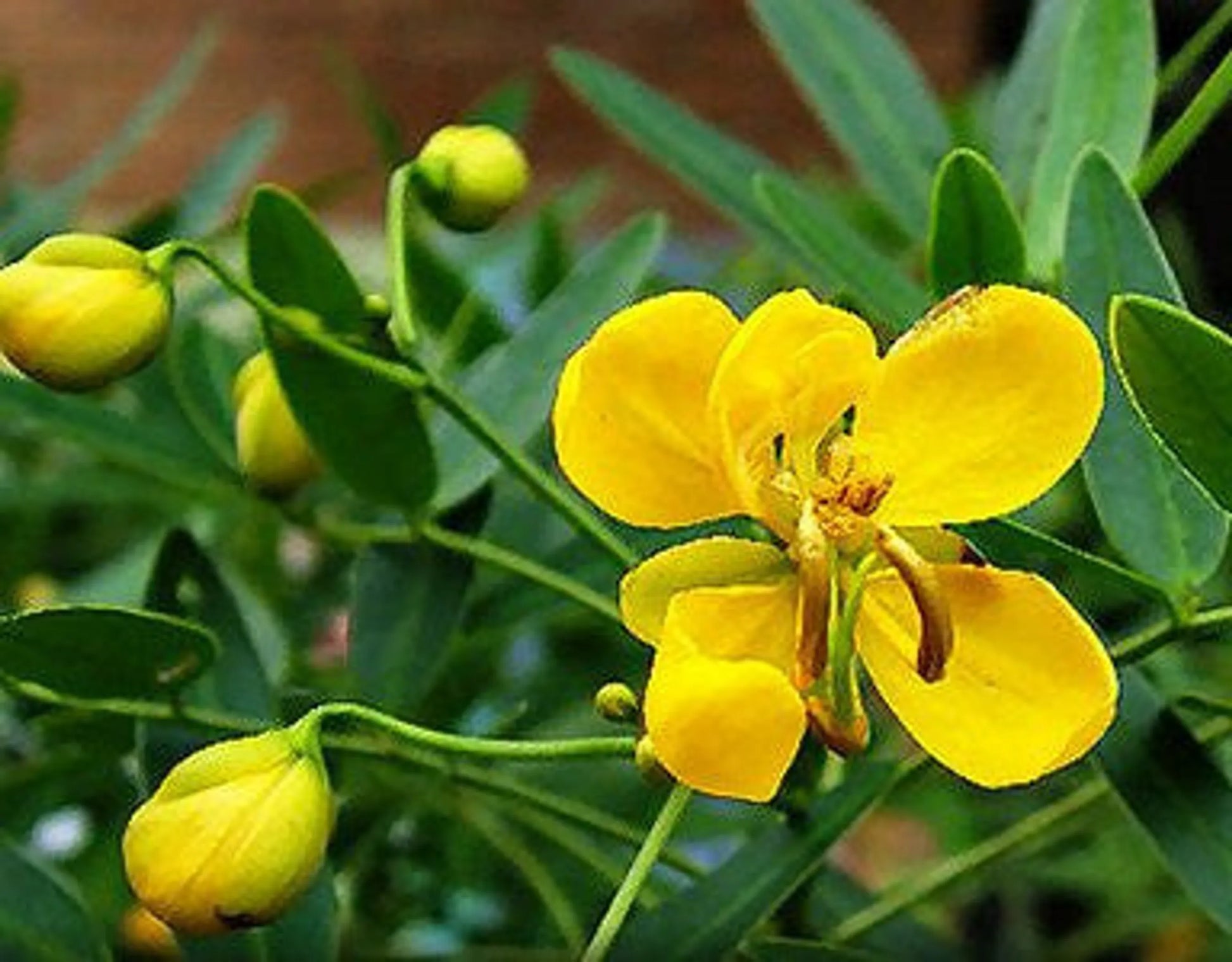 Shake Your Groove Thing - Bowel & Parasite Detox & Cleanse* - Pets Perfect