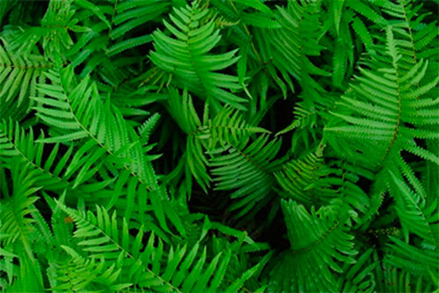 Skin Samurai Max - Master Blend Skin, Coat & Infection Defense For Dogs & Cats* - Pets Perfect