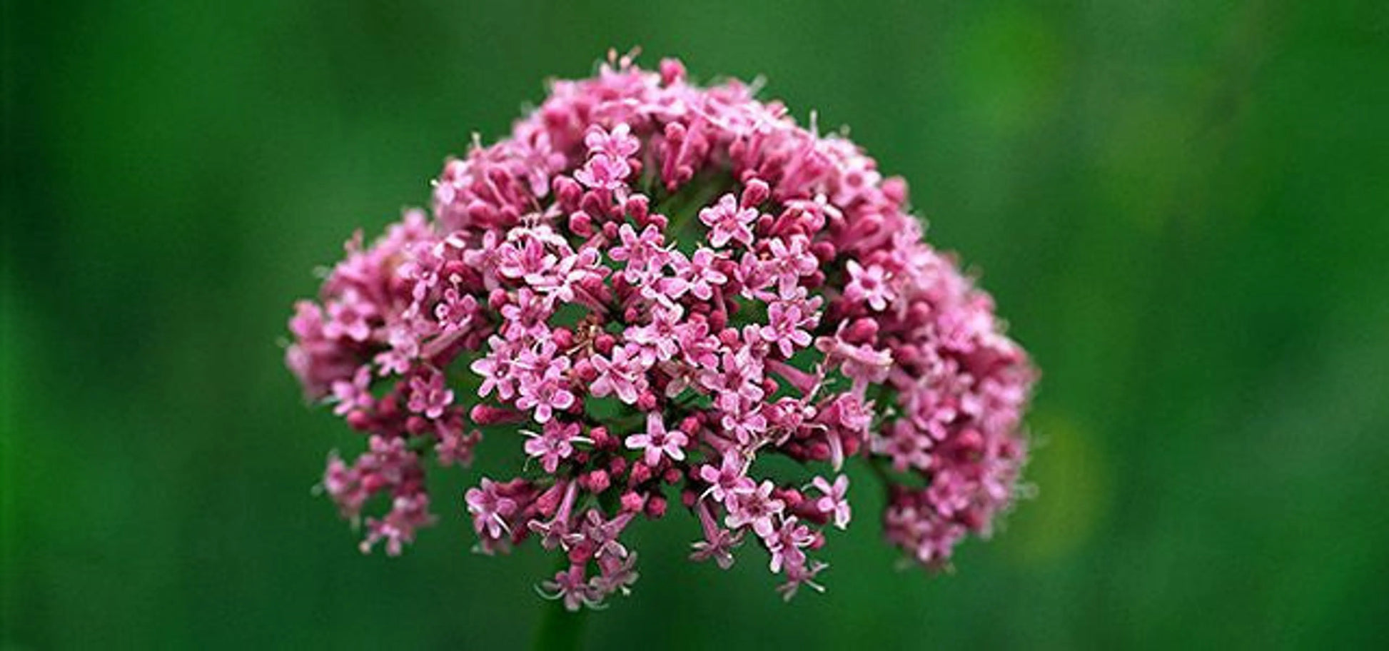 Soothed & Serene - All Systems Anxiety, Calming & Stress Support* Dogs & Catss & Cats* - Pets Perfect