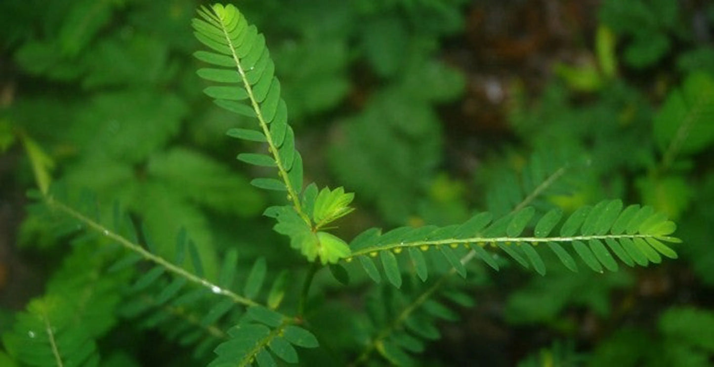 Stix And Stones Capsules* Kidney, Urinary Tract Infection & Stone Support* - Pets Perfect