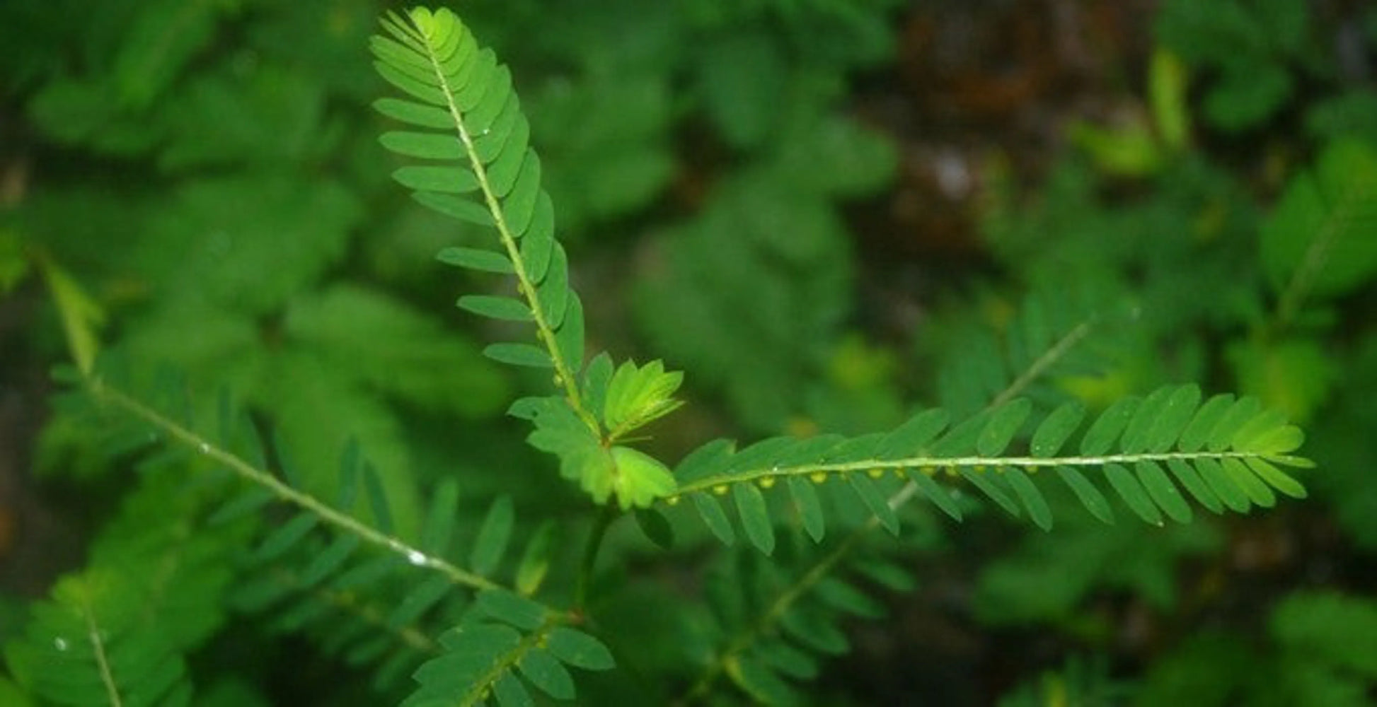 Stix And Stones Capsules* Kidney, Urinary Tract Infection & Stone Support* - Pets Perfect