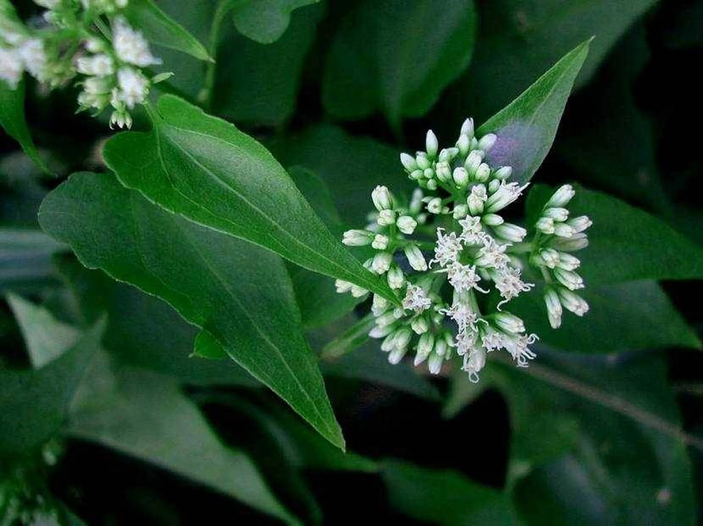 Cipo Cabeludo Powder - Prostate & Urinary Tract Disorder Support* - Pets Perfect