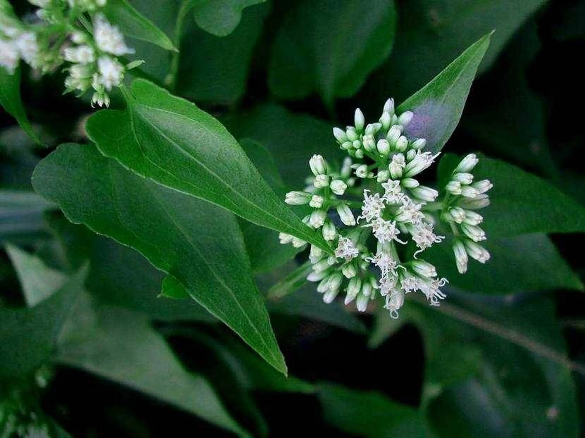 Cipo Cabeludo Powder - Prostate & Urinary Tract Disorder Support* - Pets Perfect