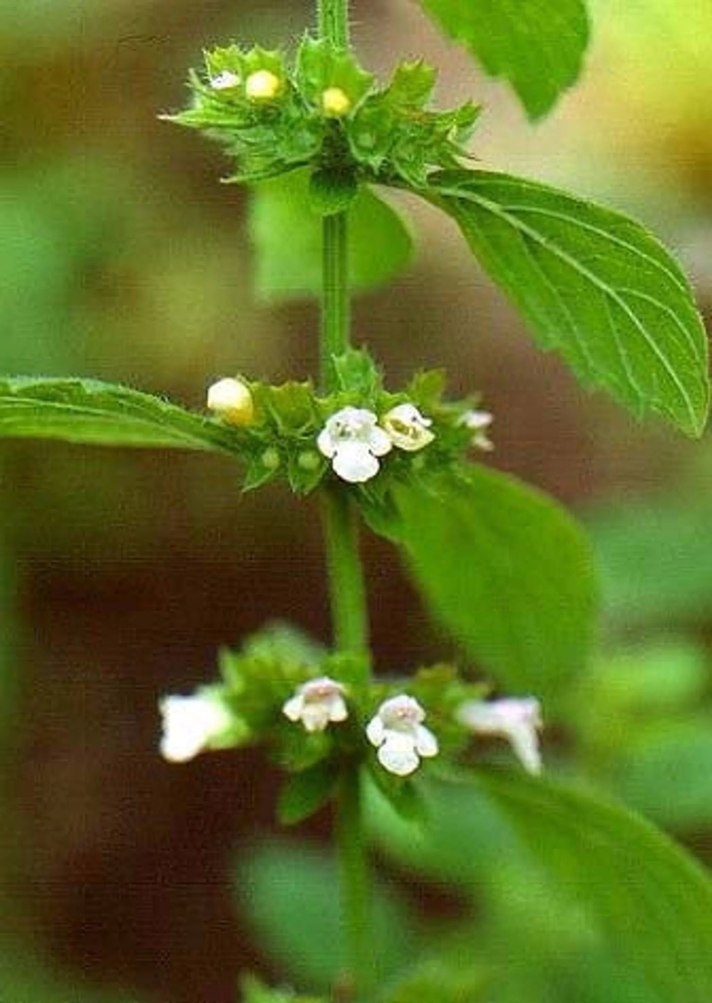 Travel Well - Stress, Relaxation & Calming Stress Support* For Dogs And Cats On The Go* - Pets Perfect