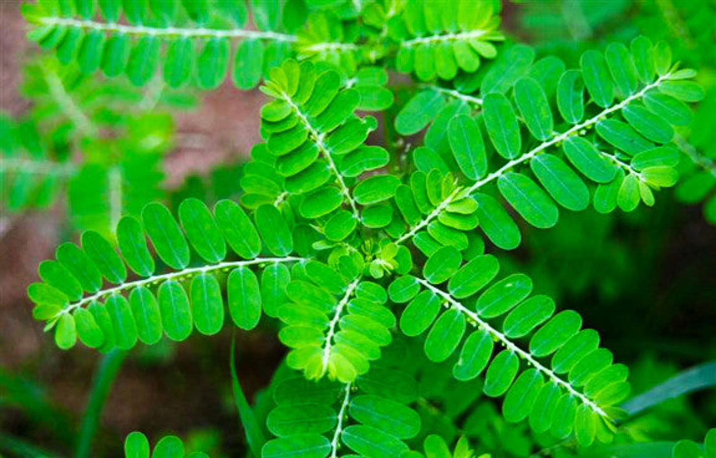 Urinary Wellness Starter Pack - Urinary Tract Support for Dogs & Cats | 30 Capsules