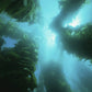 Yelp For Kelp - Omega 3 & 6 Thyroid & Whole Body Multi-Mineral, Vitamin & Dental Support*
