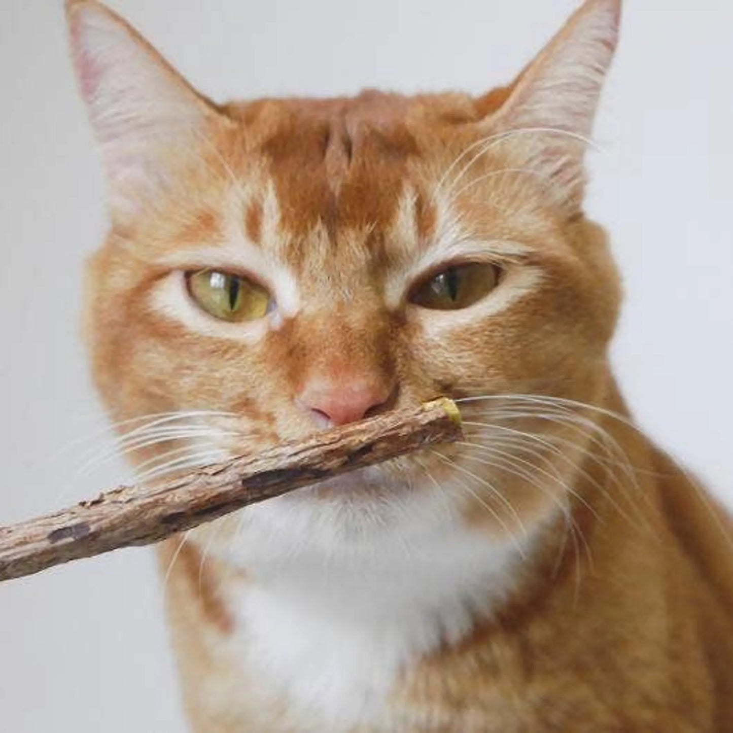 Matatabi Dental Sticks - Pets Perfect